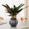 Горшок для самополива комнатных растений Маленький пластиковый цветочный горшок