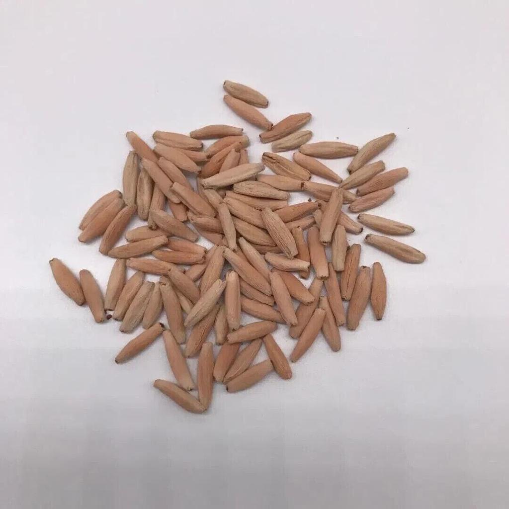 5 Semi Di ADENIUM ARABICUM " Desert Rose" semi freschi