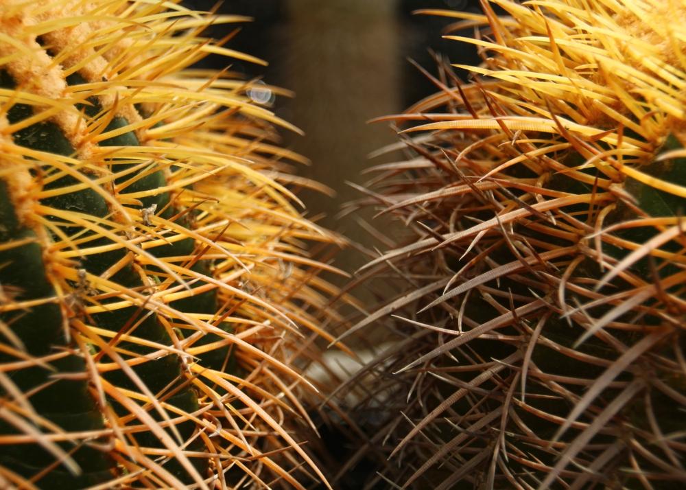 SAFLAX Garden in the Bag - Кактус-бочка / Сиденье для тещи - 40 семян - С субстратом в подходящем пакете-стойке - Echinocactus grusonii