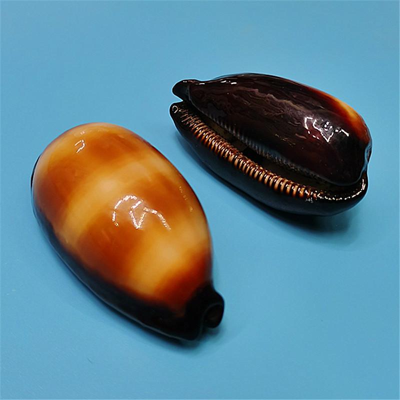 Редкий натуральный экземпляр раковины каури для аквариума или средиземноморского домашнего декора