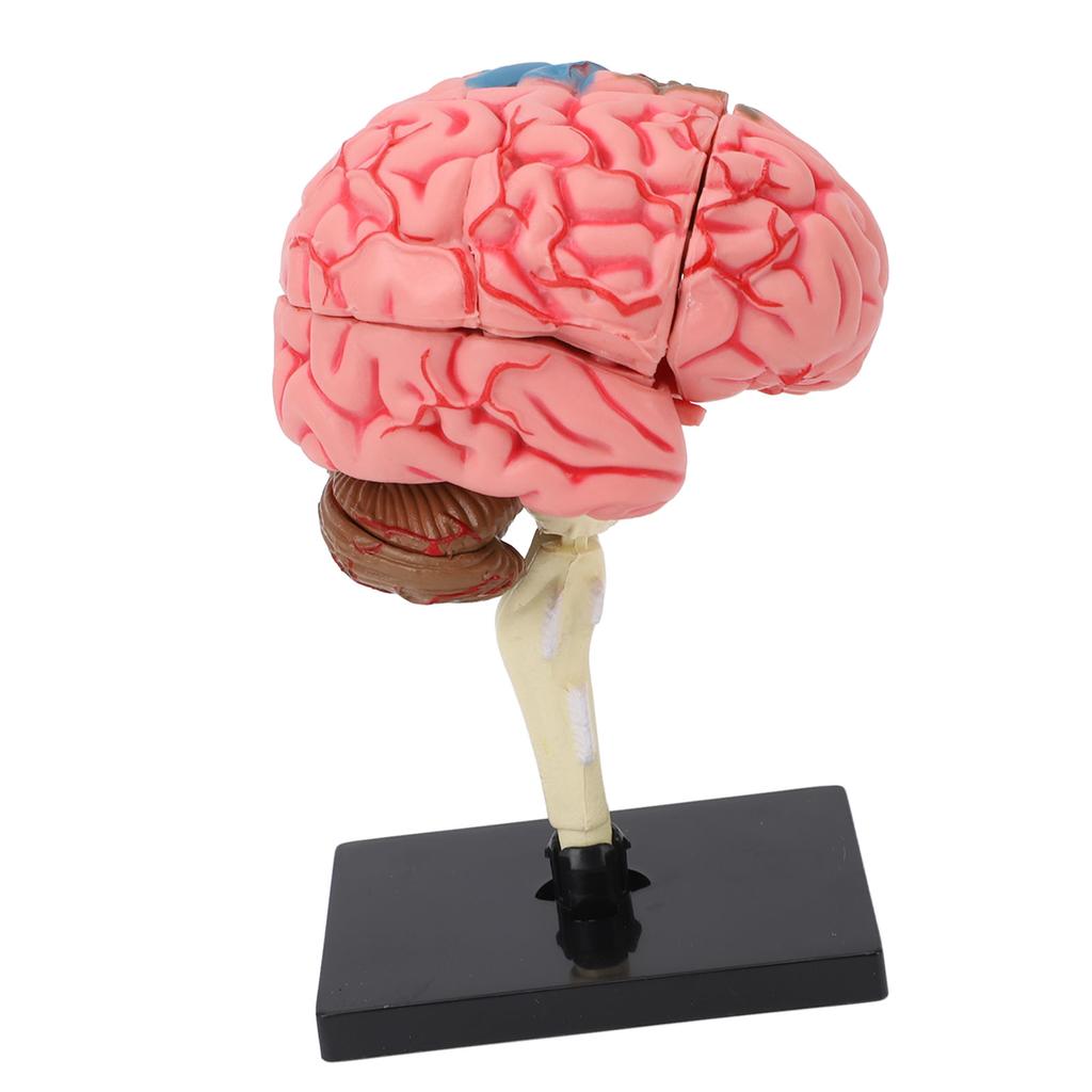 Модель мозга Нейроанатомия Структура Учебное пособие Модель анатомии человеческого мозга с основанием для образования Демонстрация