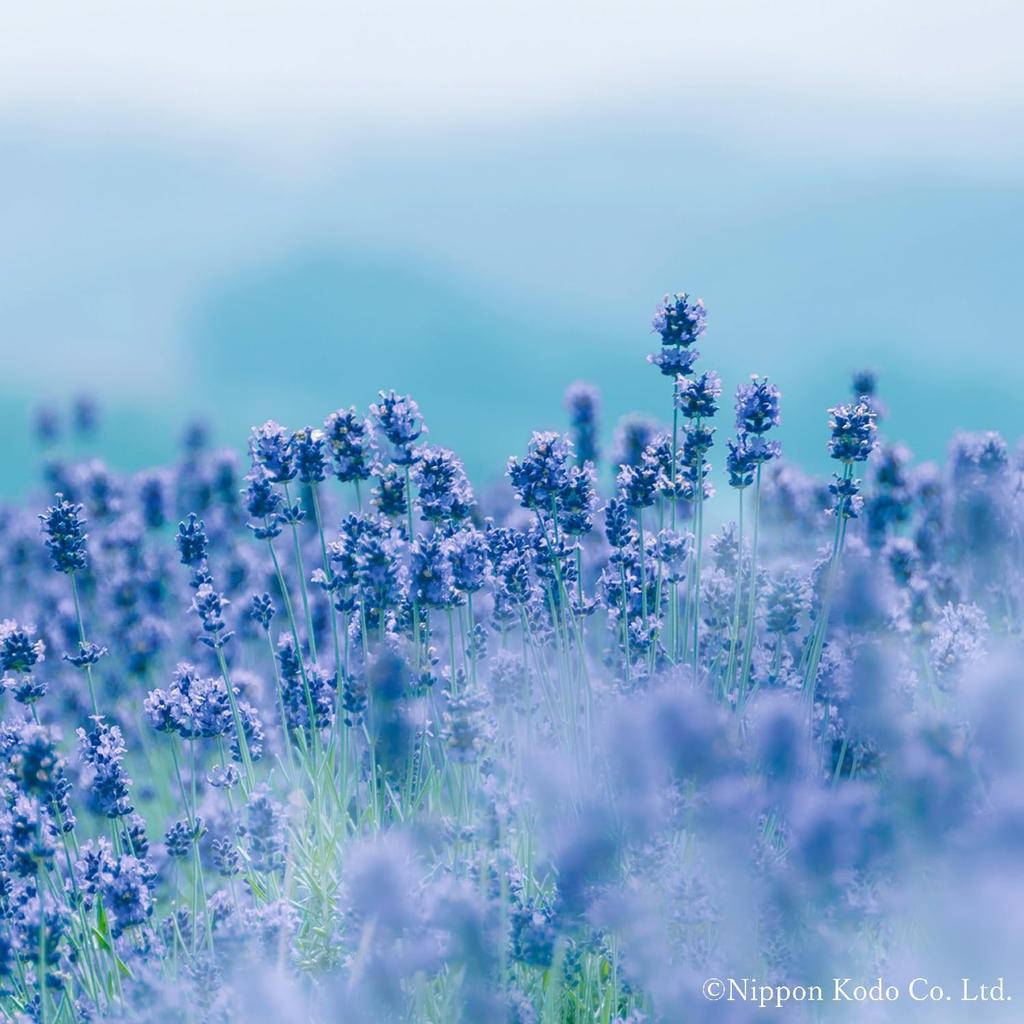 Ароматическая палочка Kataribe Lavender большой емкости 200 г Nippon Kodo с низким уровнем дыма прибл.