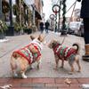 3D Bear Design Christmas Pet Knitted Vest Thickened Warm Dog Vest Jacket Winter Dog Coat  Cat Dog
