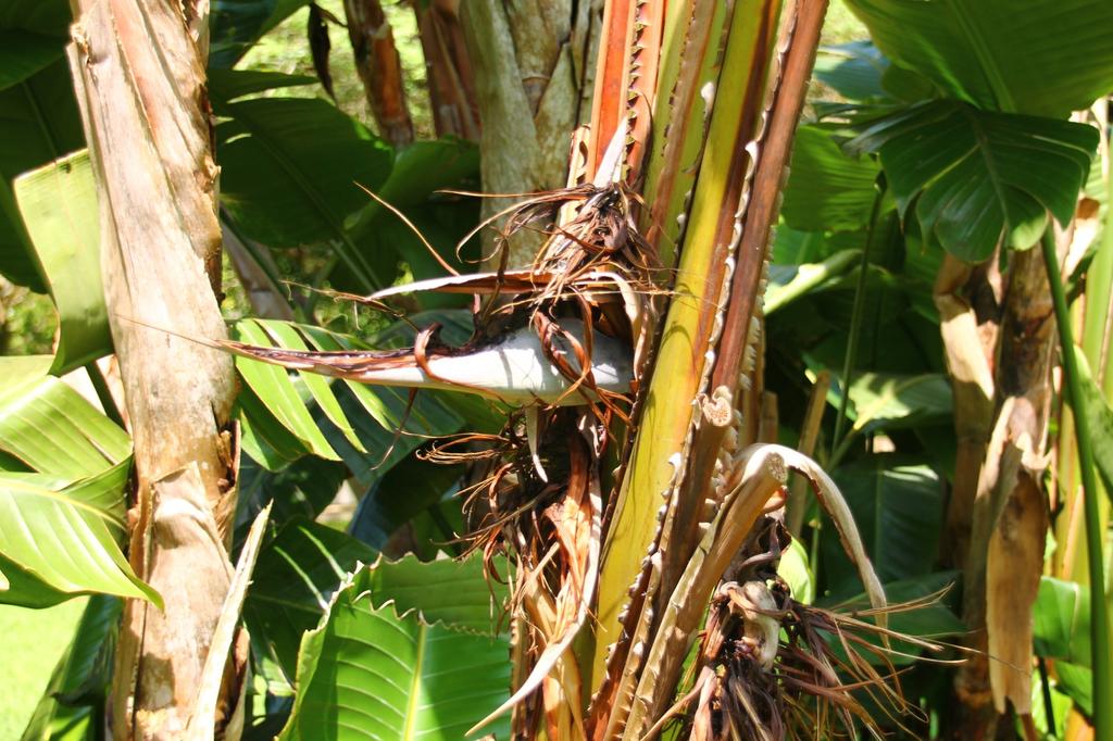 SAFLAX White Bird of Paradise - 5 семян - С горшечным субстратом для лучшего выращивания - Strelitzia nicolai