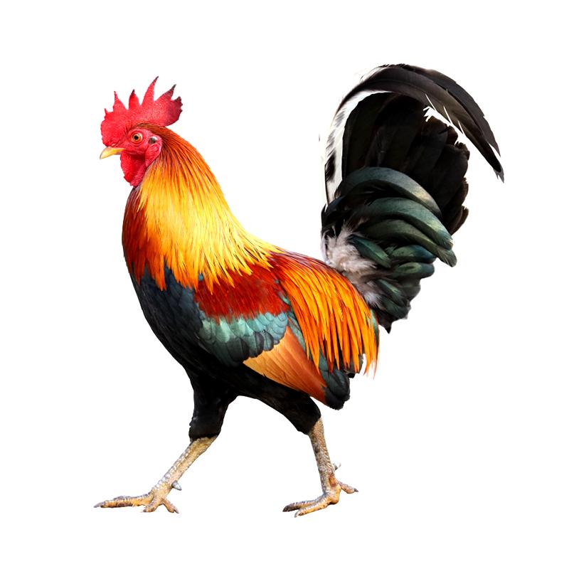 T377 # красивая наклейка с изображением петуха на автомобиль, виниловая наклейка, водонепроницаемые украшения, наклейки для автомобиля