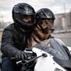 Adjustable Dog Helmet Comfortable Fit Cat Locomotive Helmet Fashion Dog Riding Helmet  Traveling