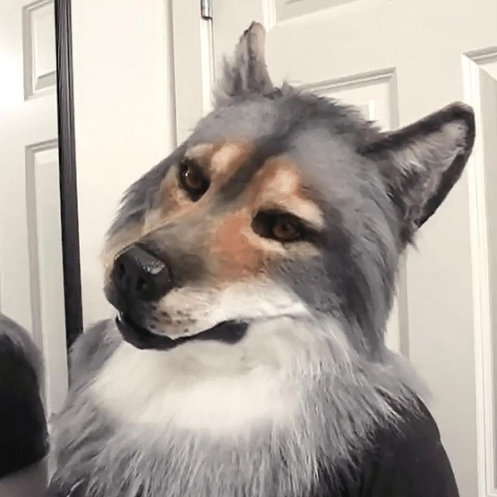 Головной убор костюм маска волк головной убор костюм маска маска волка