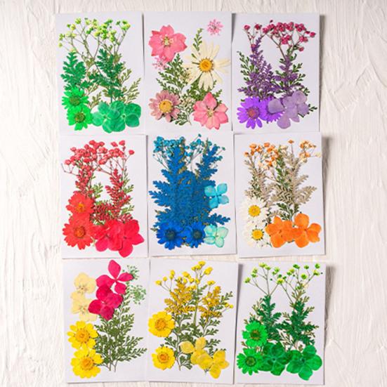 10 Pcs Pressed Dried Flowers Flat Real Dried Blooms All-Natural Colored Dried Flowers for DIY Crafts Scrapbooking Face Decoration