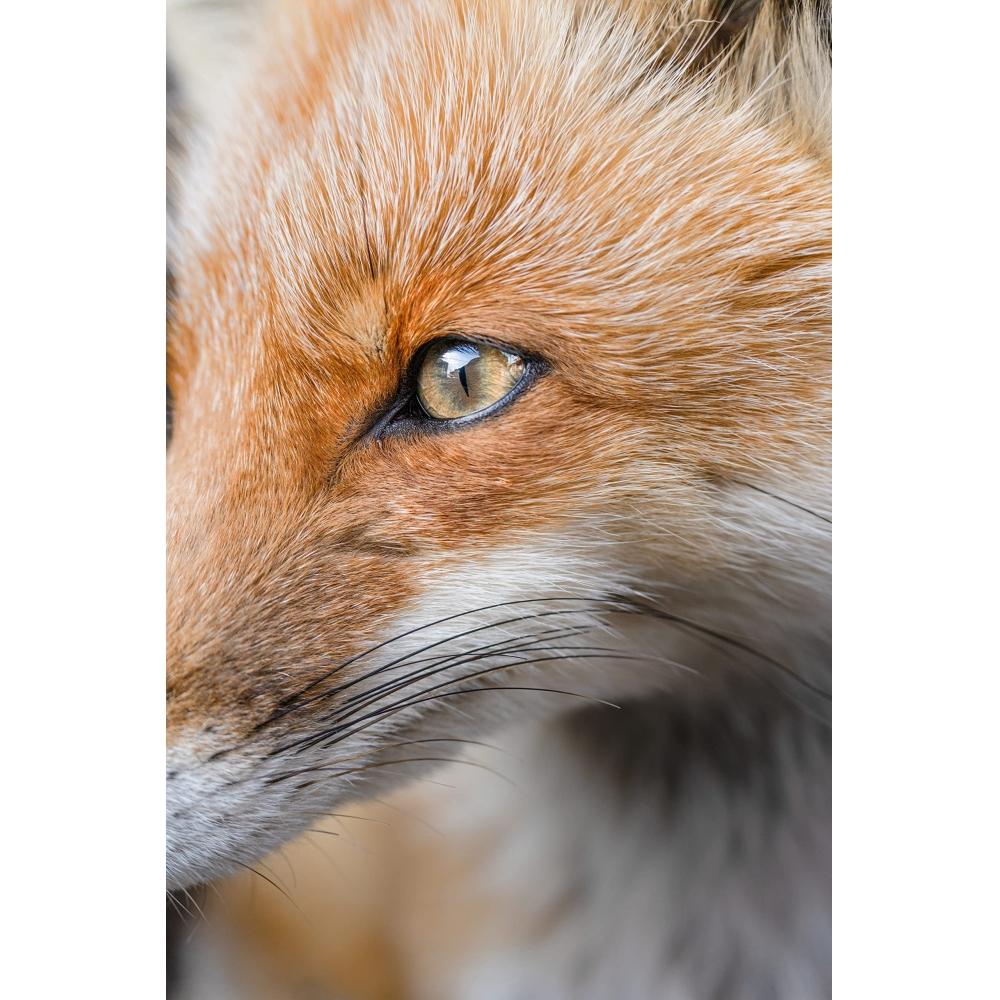 Tamron 50-400mm F4.5-6.3 Di III VC VXD for Sony E Mount [A067]