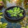 Защитное кольцо для водных растений, Плавучий горшок для пруда, Сеть-барьер для рыб, Защитное устройство, Островок 18" для растений, Кольцо 24" 31", Сетчатый, Садовые пруды,