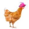 Stylish Show Costum Elastic Strap Duck Pets Supplies Chicken Hats Feather Top Hat Cap for Hens