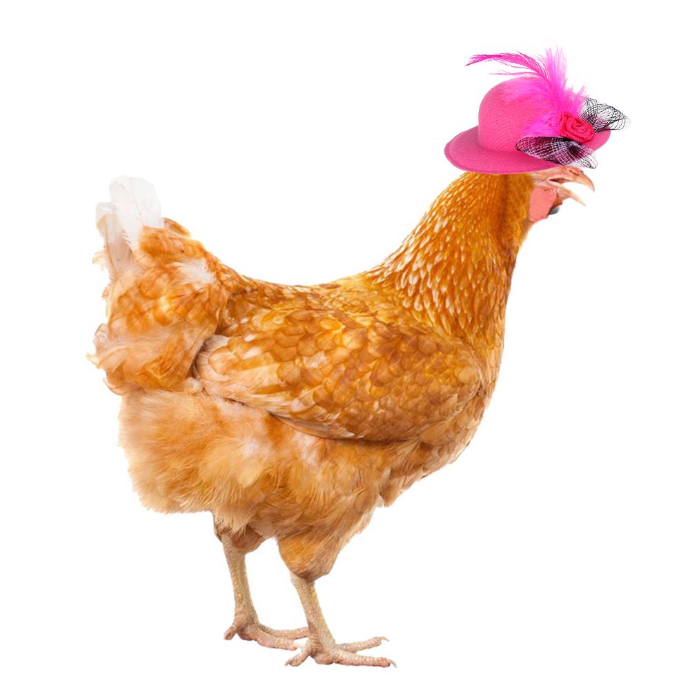 Stylish Show Costum Elastic Strap Duck Pets Supplies Chicken Hats Feather Top Hat Cap for Hens