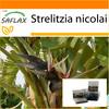 Garden In the Bag - White Bird of Paradise - 5 Seeds - With Substrate In a Fitting Stand Up Bag - Strelitzia Nicolai