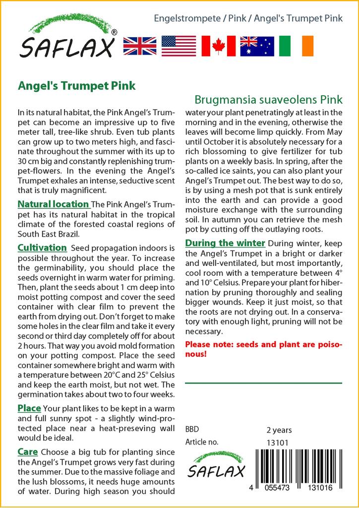 SAFLAX Angel's Trumpet Pink - 10 семян - Brugmansia suaveolens Pink
