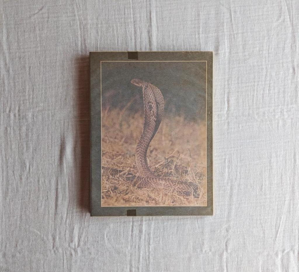 [Б/У] ЗМЕИ, КРОКОДИЛЫ и ЯЩЕРИЦЫ Коллекция фотографий зарубежных книг