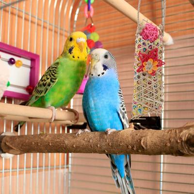 Игрушки для попугаев, игрушки для попугаев-неразлучников, игрушки для поиска корма, бумажный шредер, красочные веревочные жердочки-качели, аксессуары для бумажной клетки, подставка для
