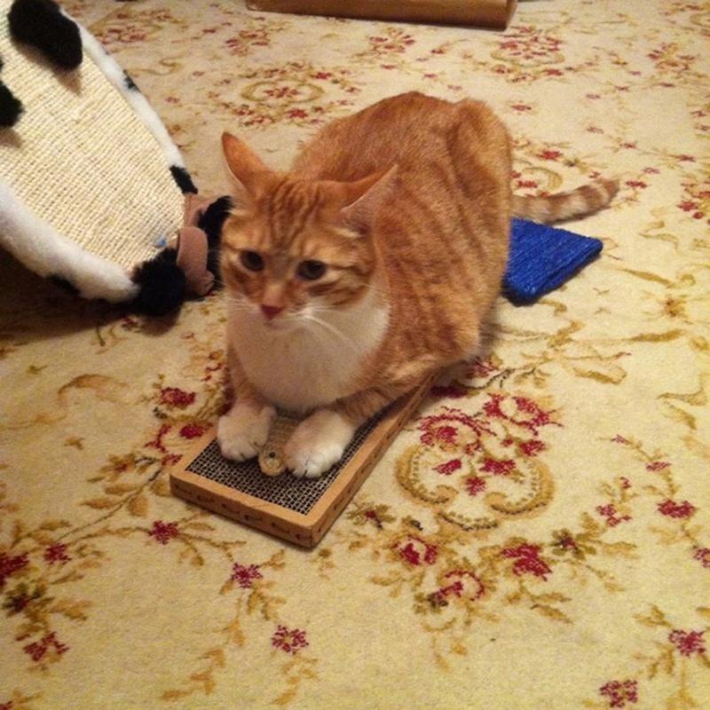 Кошка Котенок Игрушка Когтеточка Игрушка Гофрированный Безопасный Картонный Когтеточка Кровать Кошачья Мята