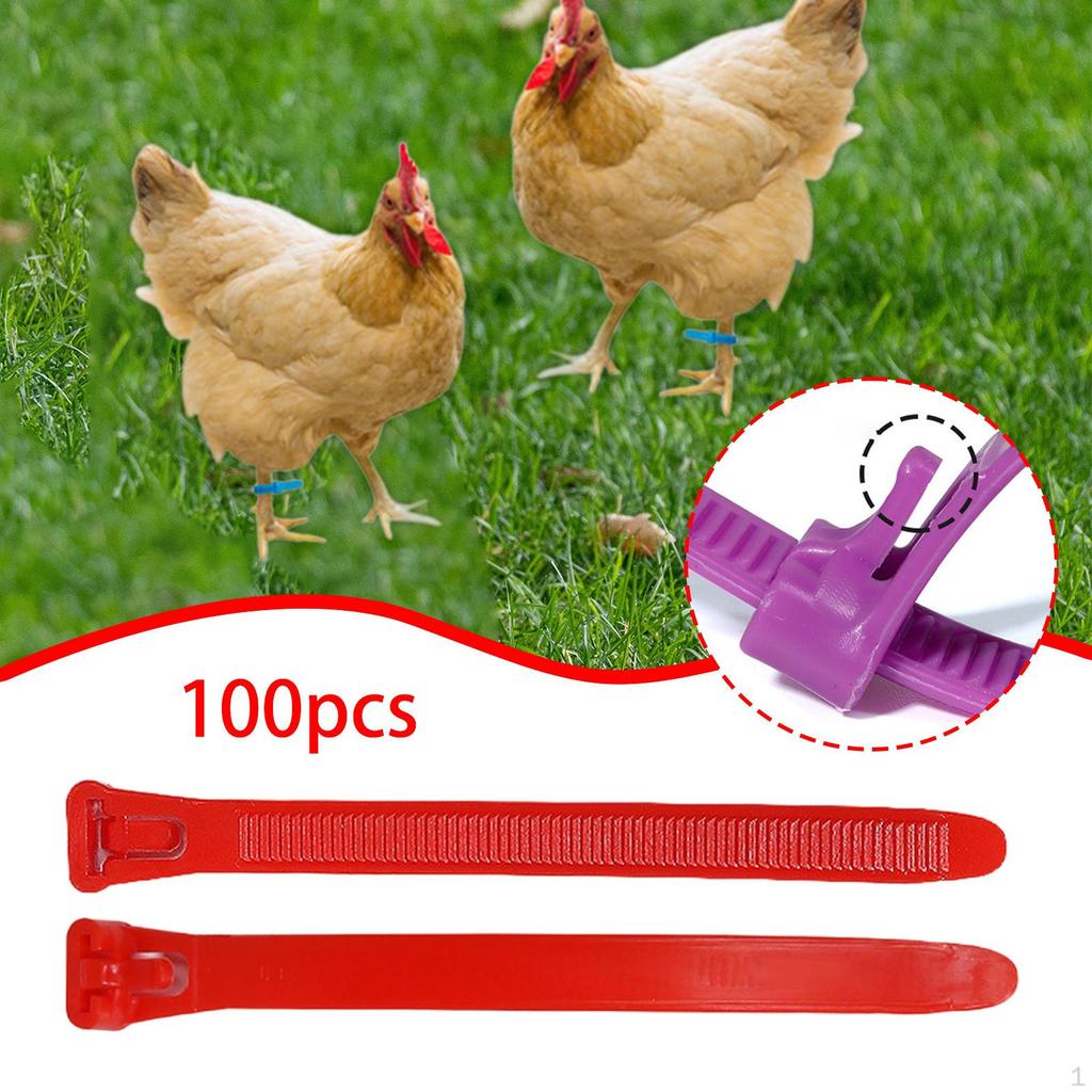 100 Pieces Chicken Leg Bands Poultry Identification Tags Rings for Bantam
