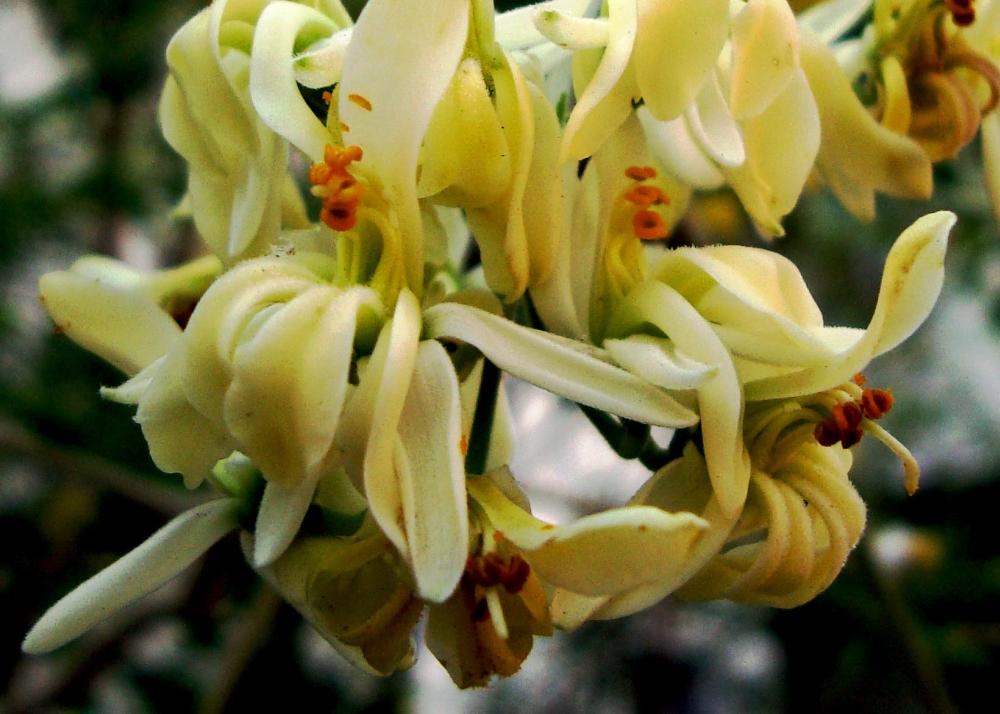 SAFLAX Хрен - 10 семян - Moringa oleifera