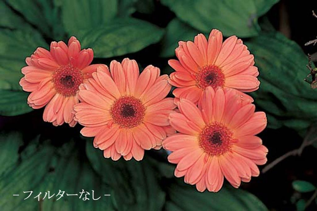 MARUMI Фильтр для камеры Макро 1052мм Фильтр 35071 Крупный план