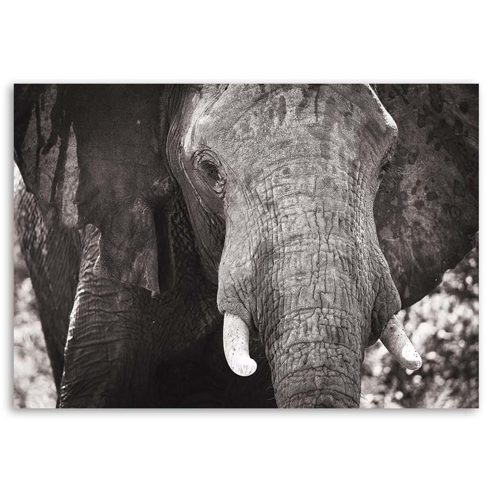 Canvas print, Black and white elephant