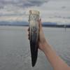Hand-Engraved Viking Drinking Horn Choose Viking Compass or Dragon Design Norse Ox Horn Horn with Optional Stand Gift