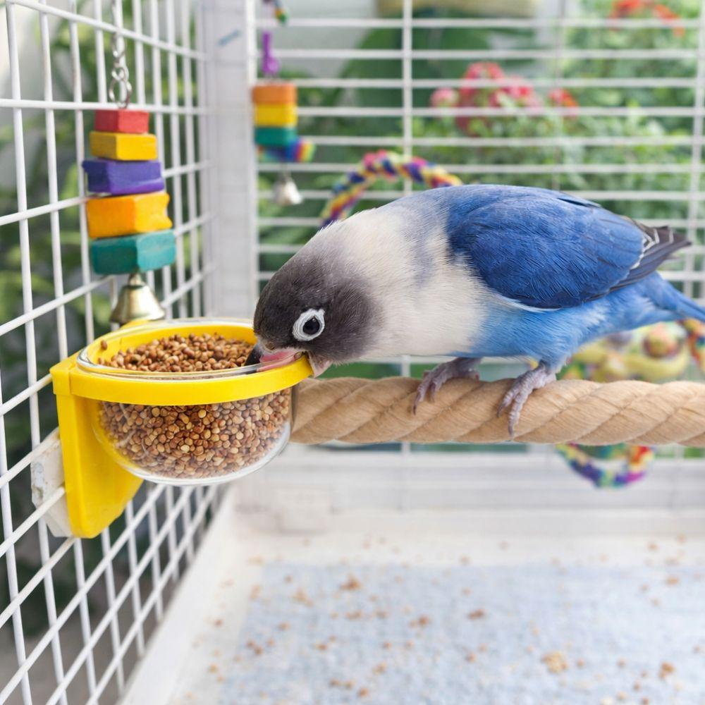 Wear-resistant Bird Cage Feeder Paw Grinding Parrot Wood Perch Bird Feeding Cup  Pet Bird Supplies