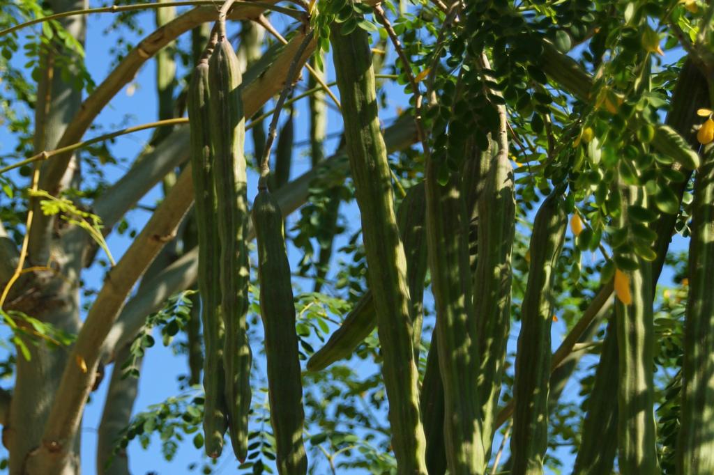 SAFLAX Хрен - 10 семян - Moringa oleifera