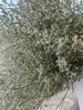 Yunnan Lover's Grass Dried Flowers 1kg - Natural Air-Dried Floral Decoration