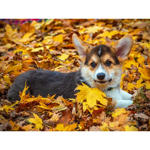 5D DIY Алмазная картина Набор Собака Осенью Искусство Алмазная вышивка Стразы Украшения для дома