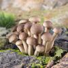 Simulated Vegetables & Mushrooms: Educational Props & Decorative Toys for Kindergarten
