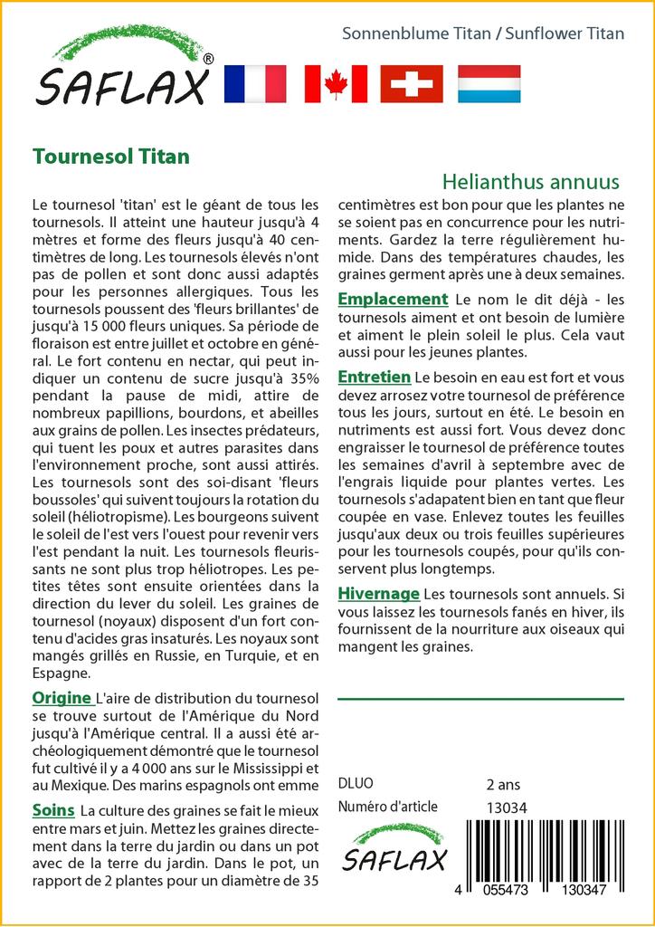 SAFLAX Подсолнечник Титан - 20 семян - Helianthus annuus