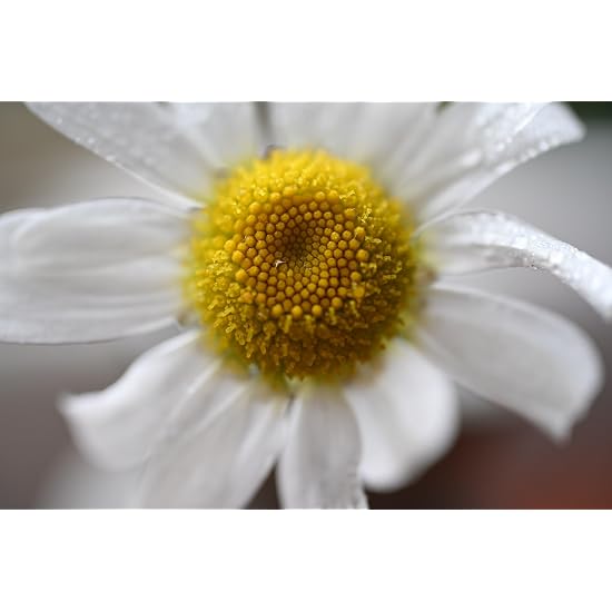 Nikon Prime Micro Lens NIKKOR Z DX MC 35mm f/1.7