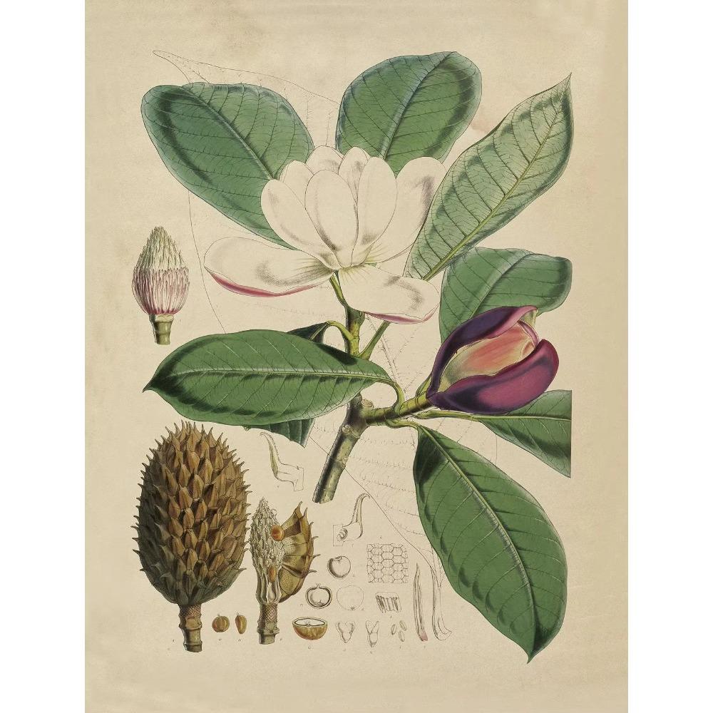 Retro Simple Plant Aesthetics Poster Antique Plants Flower Prints Canvas Painting Wall Art Pictures Bedroom Home ation