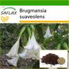 Angel's Trumpet White - 10 семян - С горшечным субстратом для лучшего выращивания - Brugmansia suaveolens