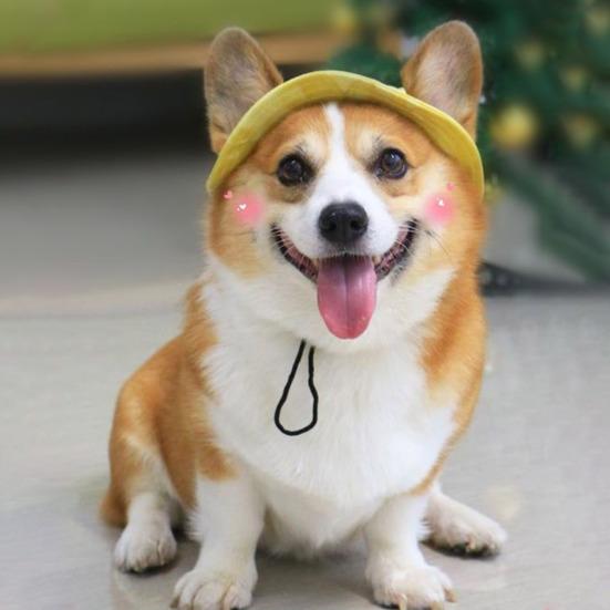 Corgi Sun Hat Pet Cap with Ear Holes Dog Sun Cap with Adjustable Neck Strap for Small And Medium Sized Pets Outdoor Sun Protection