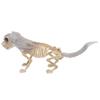    Standing Dog Skeleton Halloween Prop for   Decor  