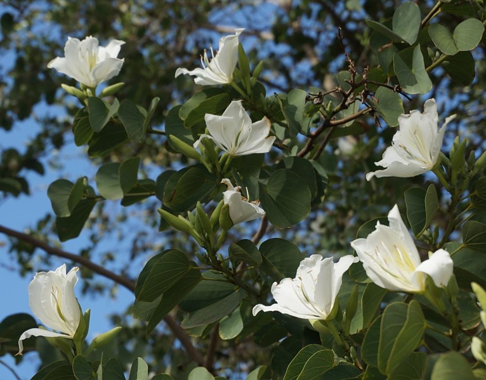SAFLAX Белая орхидея - 5 семян - Bauhinia variegata candida