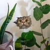 Самоклеящиеся наклейки на унитаз Мультяшный милый кот, заглядывающий через отверстие, для ванной комнаты, домашнего декора