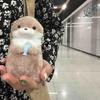 Cute Otters Holding Fish Plush Keyrings Lightweight Hanging Pendant Props For School Bag Key Wallet