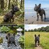 Adjustable Short Snout Muzzle Breathable Short Snout Dog Muzzle Flat Face Muzzle  Daily Walk