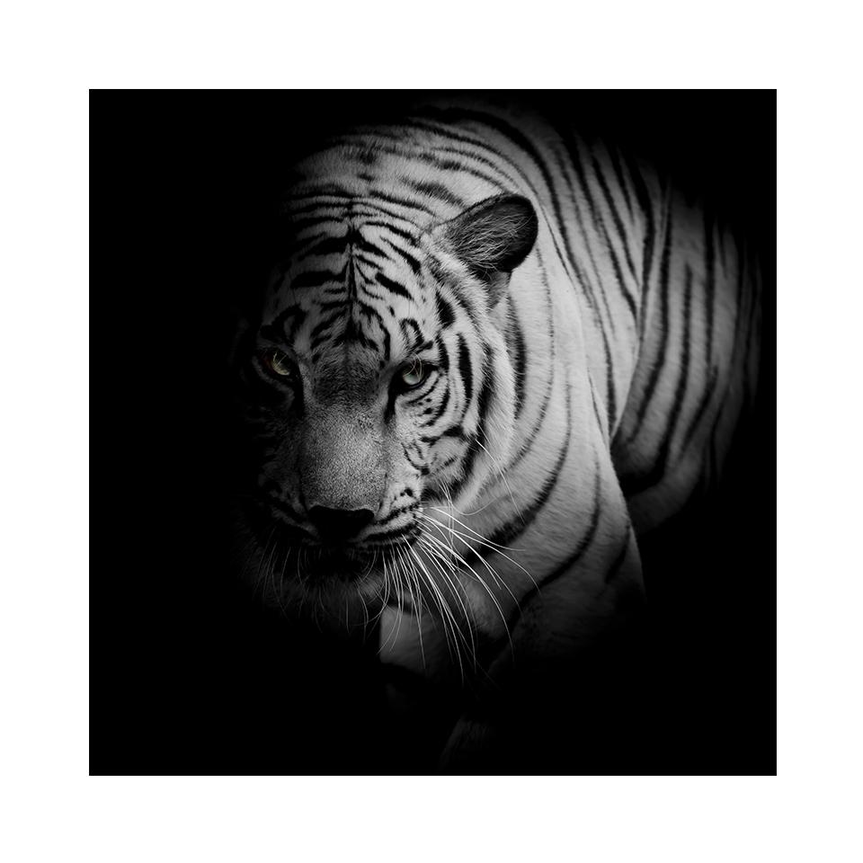 5D DIY алмазная живопись тигр горный хрусталь картина полная алмазная вышивка животное мозаика искусство вышивка крестиком комплект домашний декор подарок