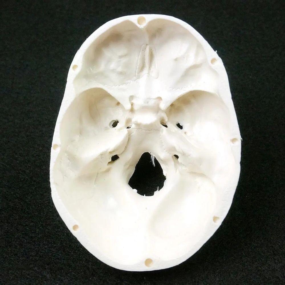 Черепная шапочка, модель головы человека, съемная анатомическая голова, череп 92x99x71 мм, модель черепа, доктора, студента