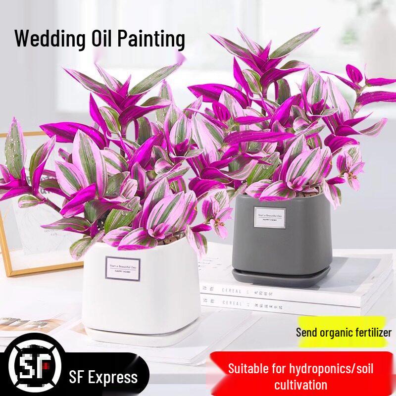 Wedding Lily of the Valley Rouge Cloud Succulents: Indoor Office Flowers & Desktop Green Plants