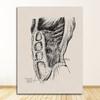 Анатомический скелет, патент, винтажный постер, настенный художественный принт, холст, живопись, постеры и принты, настенные панно для гостиной