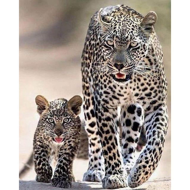 Diamond 5d Diamond Painting Diy Embroidery Cheetah Beast Animal Picture Mosaic Painting Kit Diamond Embroidery Home Decoration