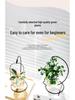 Indoor Desktop Murraya: Easy-Care Blooming Green Hydroponic Plants for Office & Living Room