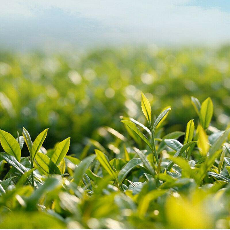 Бама Чайе Моли Хуача Зеленый чай Полезный травяной чай