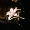 Blucome New Artistic Peach-blossom Brooch Gentle Fresh Flower Plant Pin Women Party Office Brooch Pin Gifts