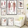 Human Anatomy Muscle System Art Poster Printing Body Map Science Medical Bedroom Decoration